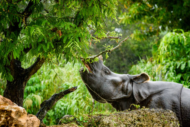 Rhinoceros feeding on tree leaves in a natural forest environment representing wildlife conservation and habitat protection